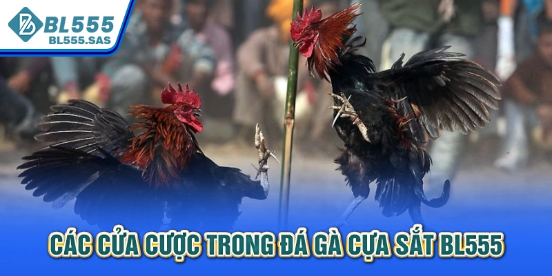 Các cửa cược trong đá gà cựa sắt BL555 Các cửa cược trong đá gà cựa sắt BL555