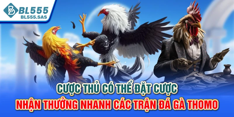 Cược thủ có thể đặt cược nhận thưởng nhanh các trận đá gà Thomo Cược thủ có thể đặt cược nhận thưởng nhanh các trận đá gà Thomo