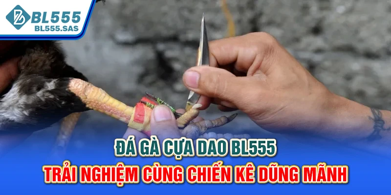 Đá gà cựa dao BL555 được cung cấp bởi nhà phát hành lớn Đá gà cựa dao BL555 được cung cấp bởi nhà phát hành lớn