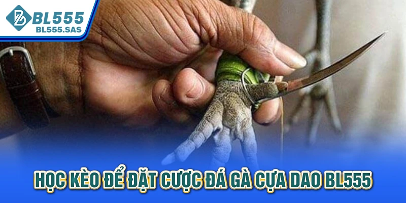 Học kèo để đặt cược đá gà cựa dao BL555 Học kèo để đặt cược đá gà cựa dao BL555