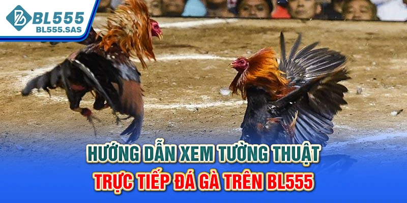Hướng dẫn xem tường thuật trực tiếp đá gà trên BL555 Hướng dẫn xem tường thuật trực tiếp đá gà trên BL555