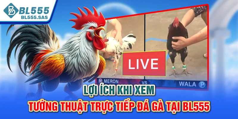 Lợi ích khi xem tường thuật trực tiếp đá gà tại BL555 Lợi ích khi xem tường thuật trực tiếp đá gà tại BL555