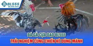 Đá Gà Cựa Dao BL555 - Trải Nghiệm Cùng Chiến Kê Dũng Mãnh