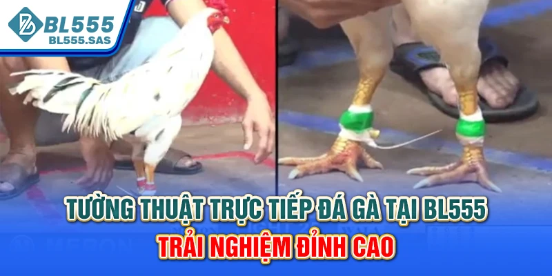 Tường Thuật Trực Tiếp Đá Gà Tại BL555 - Trải Nghiệm Đỉnh Cao