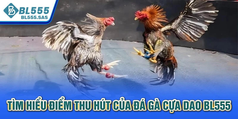 Tìm hiểu điểm thu hút của đá gà cựa dao BL555 Tìm hiểu điểm thu hút của đá gà cựa dao BL555