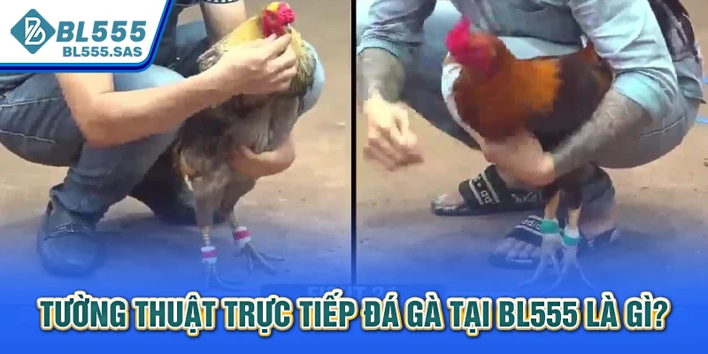 Tường thuật trực tiếp đá gà tại BL555 là gì? Tường thuật trực tiếp đá gà tại BL555 là gì?
